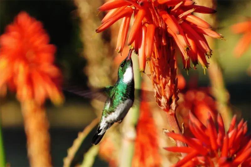 AVES